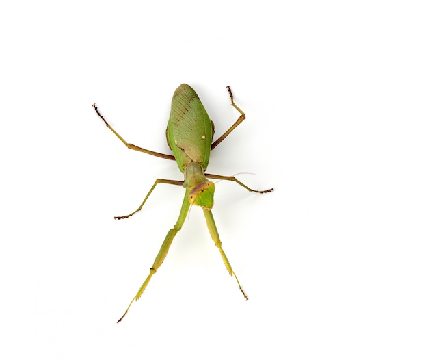 Gran mantis verde sobre un fondo blanco.