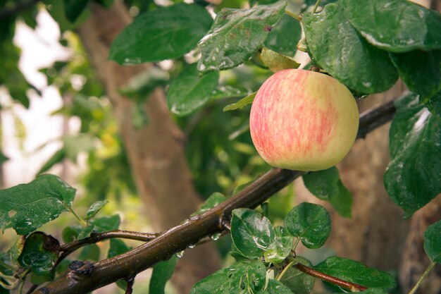 Gran manzana madura en la rama de un árbol en un huerto.