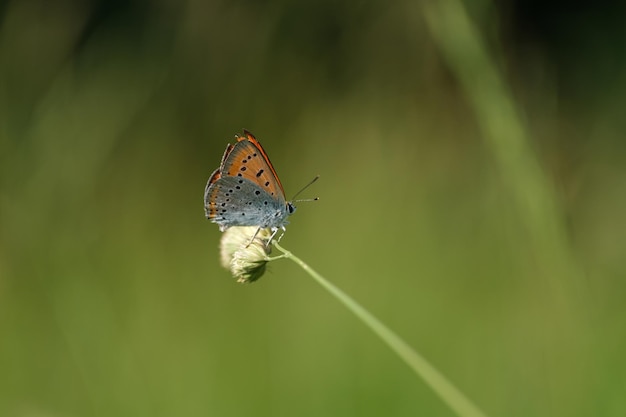 Gran mariposa de cobre en la naturaleza mariposa gris y naranja con marcas negras