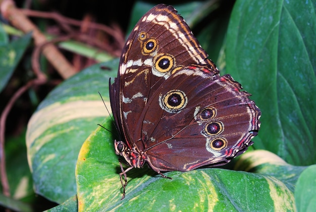 Gran mariposa marrón