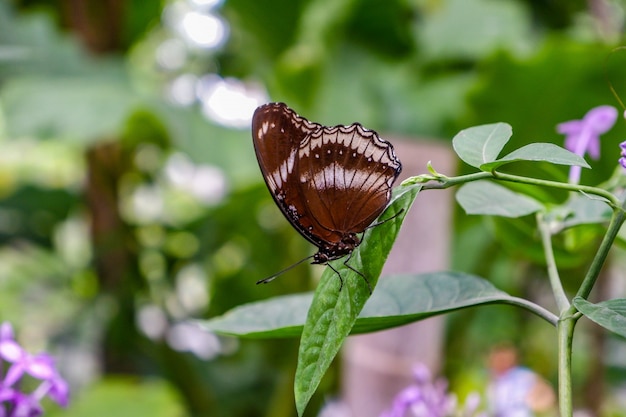 Gran Mariposa Negra Eggfly