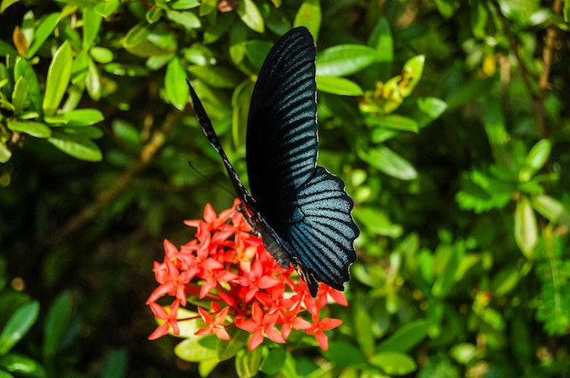 Gran mariposa tropical en el desierto verde