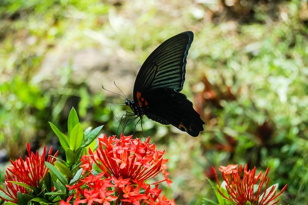 Gran mariposa tropical en el desierto verde