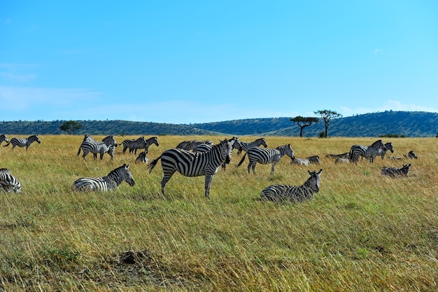 Gran migración de cebra en Masai Mara
