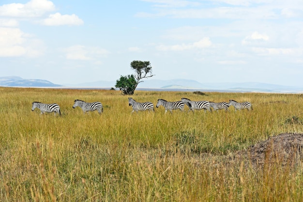 Gran migración de cebras en Masai Mara.