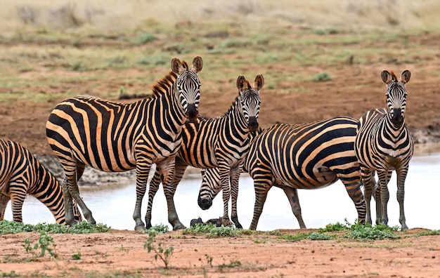 Gran migración de cebras en el Tsavo