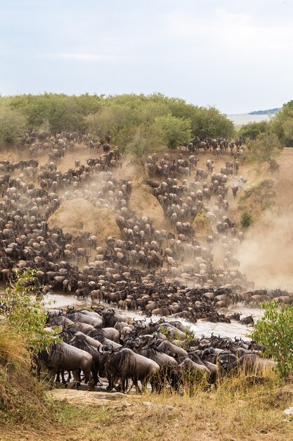 Gran migración en África Grandes manadas de herbívoros Río Mara Kenia