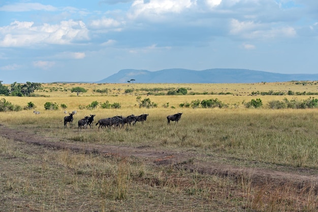 Gran migración de ñus en Masai Mara.