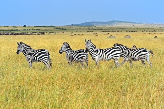 Gran migración de ñus en la sabana africana