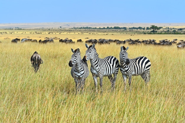 Gran migración de ñus en la sabana africana