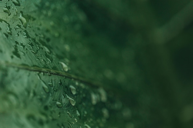 Gran monstera verde con gotas de rocío en el concepto de naturaleza de la temporada de lluvias