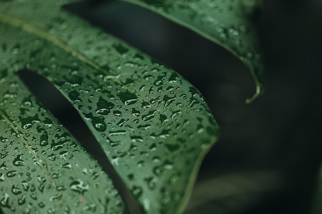 Gran monstera verde con gotas de rocío en el concepto de naturaleza de la temporada de lluvias