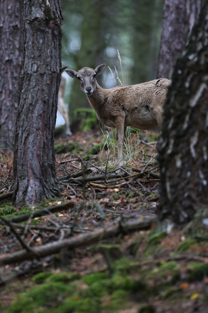 Gran muflón europeo en el bosque animal salvaje en el hábitat natural en la República Checa