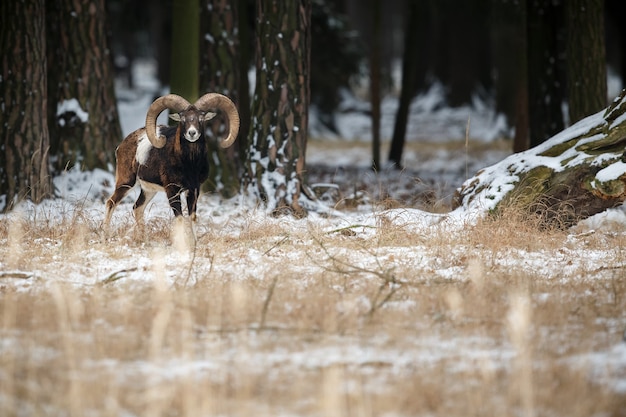 Gran muflón europeo en el bosque animal salvaje en el hábitat natural en la República Checa