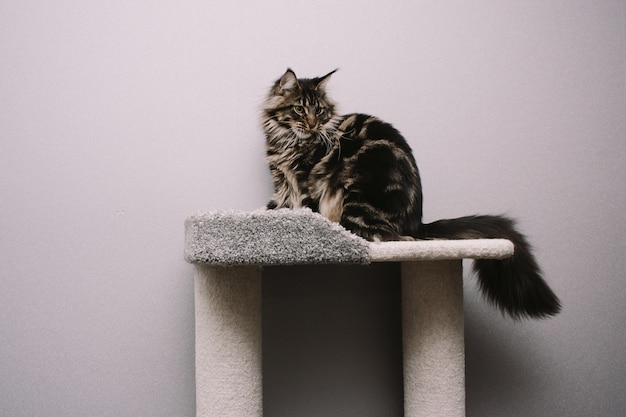 Gran mullido Maine Coon sentado en árbol de gato