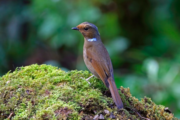 Gran Niltava Niltava grandis de Tailandia