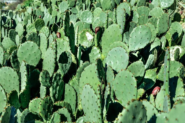 Un gran número de cactus de pera espinosa bañados en el sol