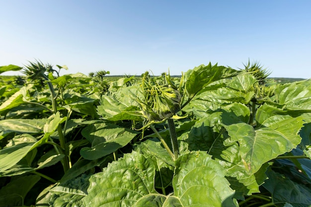 Un gran número de girasoles en el campo agrícola.