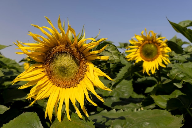 Un gran número de girasoles en el campo agrícola.