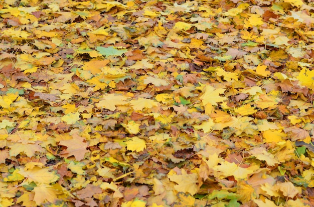 Un gran número de hojas de otoño caídas y amarillentas.