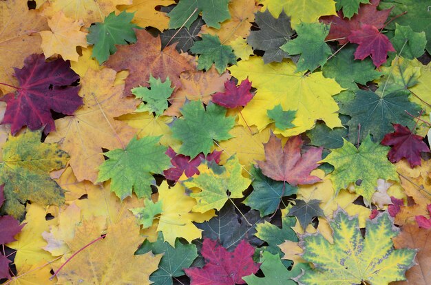 Un gran número de hojas de otoño caídas y amarillentas.