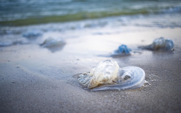 Un gran número de medusas desagradables muertas yacen en la orilla arenosa sembrada de medusas, bordeadas de agua fría azul del mar en una cálida tarde ventosa en el mar de Azav