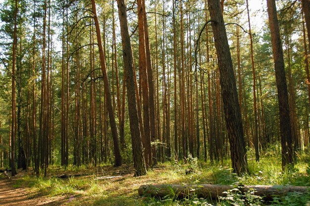 Un gran número de pinos están iluminados por la luz del sol en un bosque de coníferas