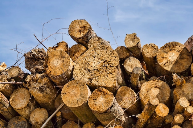 Un gran número de tronco de árbol sólido, cerca del lugar de la recolección de madera, cerrar