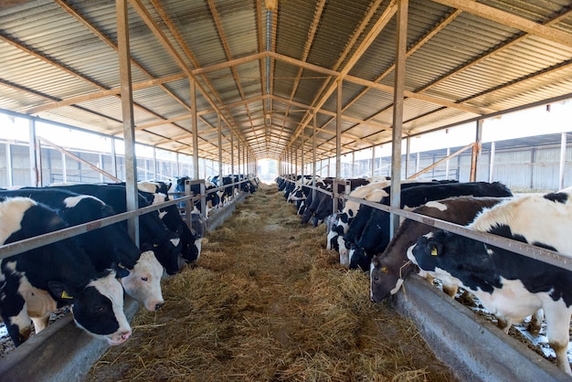 Un gran número de vacas en un hangar al aire libre