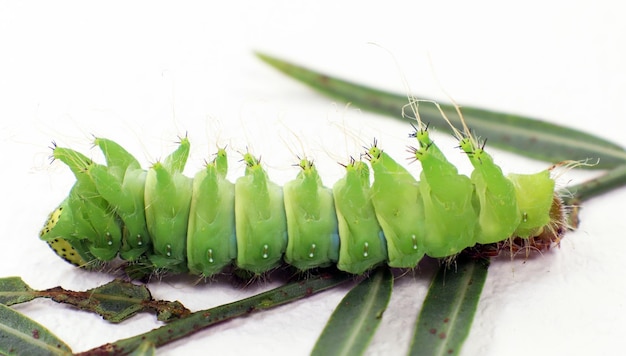 Gran oruga verde de la mariposa cometa Saturnia Argema mimosae macro de primer plano