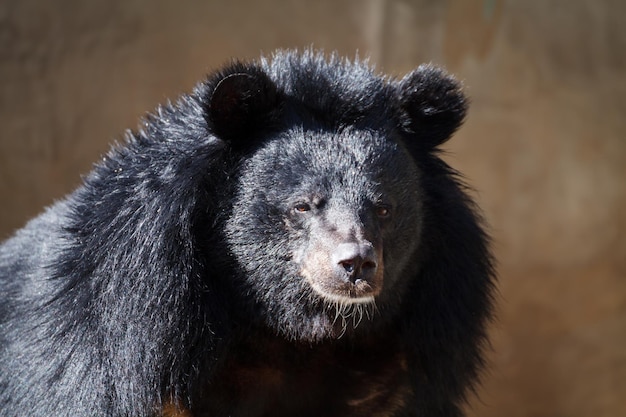 Gran oso de cerca