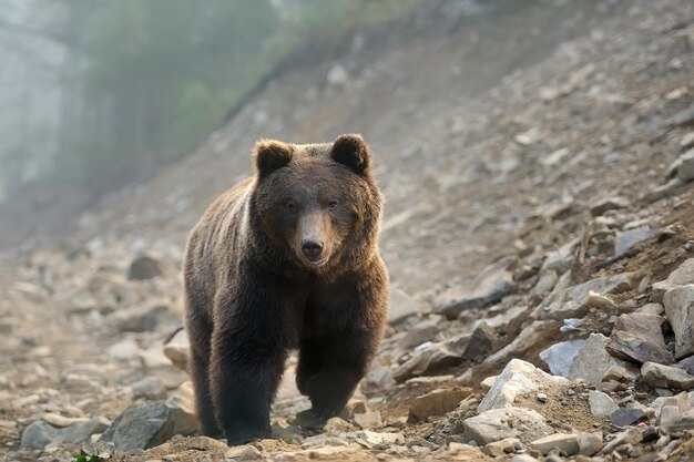 Foto el gran oso marrón ursus arctos en el bosque