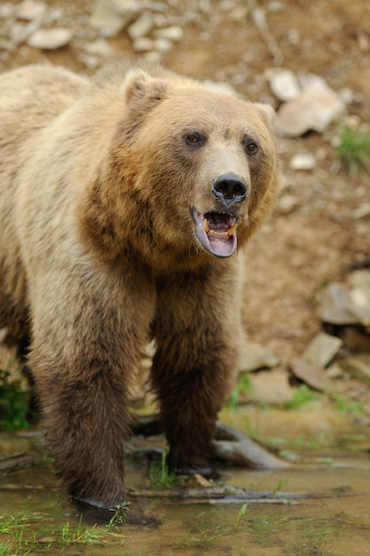 Gran oso pardo en el bosque en verano