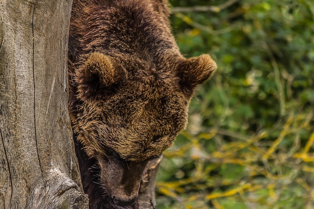 Un gran oso pardo se encuentra cerca de un árbol.