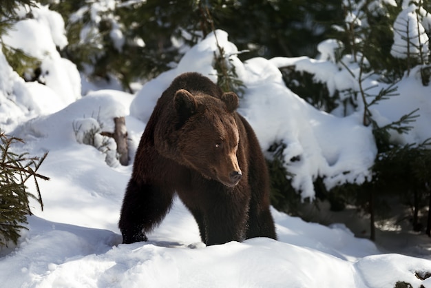 gran oso pardo salvaje en el bosque de invierno