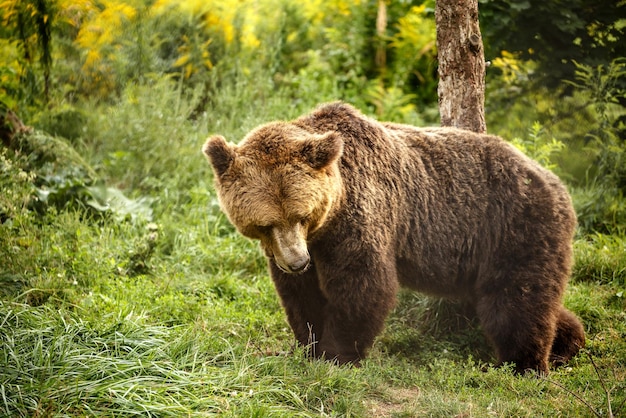 Gran oso pardo salvaje