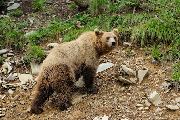 Gran oso pardo (Ursus arctos) en el medio ambiente