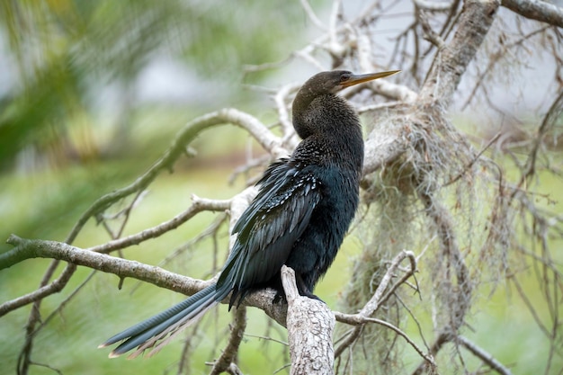 Un gran pájaro anhinga descansando sobre la rama de un árbol en los humedales de Florida