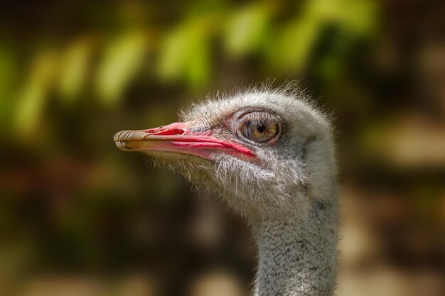 Gran pájaro animal de un avestruz