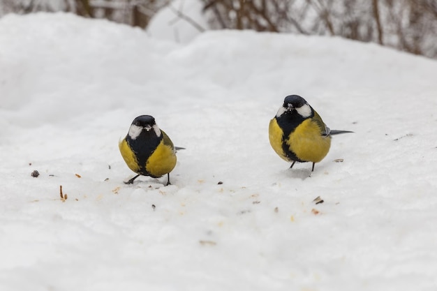 gran pájaro carbonero. Los pájaros picotean las semillas de girasol en la nieve. Alimentar a las aves en invierno