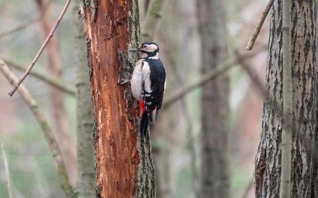 Gran pájaro carpintero manchado en busca de comida en un árbol