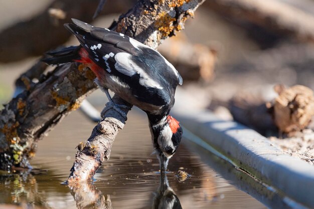 El gran pájaro carpintero manchado Dendrocopos major Málaga España