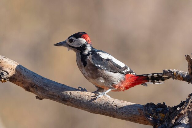 El gran pájaro carpintero manchado Dendrocopos major Málaga España