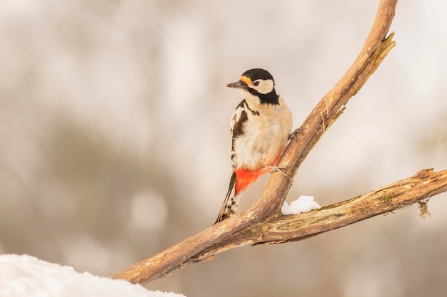 Gran pájaro carpintero manchado (Dendrocopos major) en una rama cubierta de nieve en el bosque