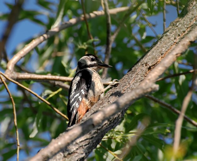 Un gran pájaro carpintero manchado Dendrocopos major se sienta en un árbol en un día soleado de verano