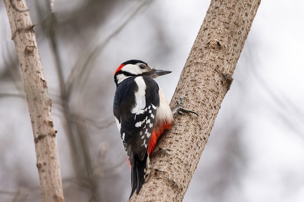 Gran pájaro carpintero manchado (Dendrocopos major)