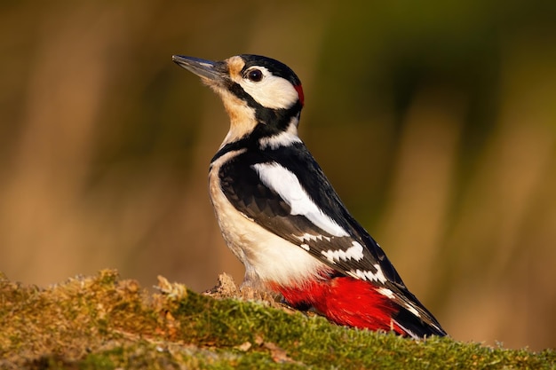 Gran pájaro carpintero manchado dendrocopos mayor sentado en madera de musgo en otoño pájaro de color mirando el árbol en el bosque animal de plumas blanco y rojo negro observando en la rama