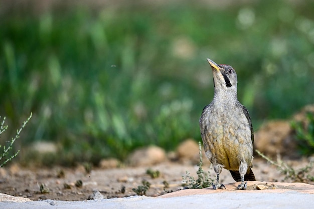 Gran pájaro carpintero manchado posado en el suelo