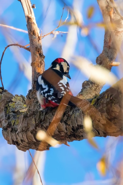 Gran pájaro carpintero manchado en tronco de árbol