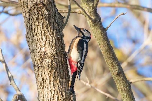 Gran pájaro carpintero manchado en tronco de árbol